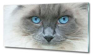 Üvegkép Cat kék szem