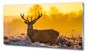 Üvegkép Deer napkelte