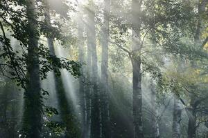 Fotótapéta napsugarak a ködös erdőben