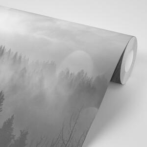 Öntapadó fotótapéta fekete fehér köd az erdő felett