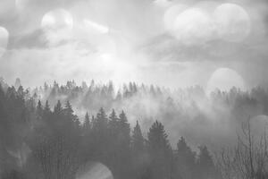 Fotótapéta fekete fehér köd az erdő felett