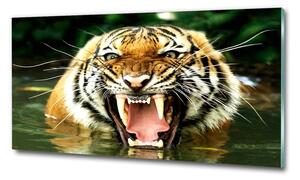 Üvegkép Ordító tigris