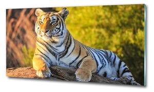 Üvegkép Portré egy tigris