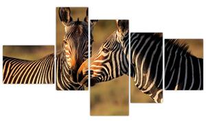 Kép - zebra (150x85cm)