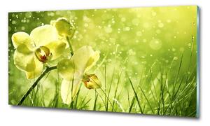 Egyedi üvegkép Orchidea