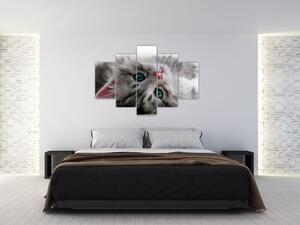 Festés - macskák (150x105cm)