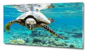 Üvegkép Tengeri teknős