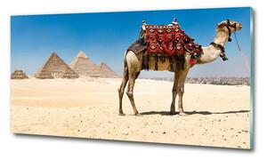 Üvegkép Camel kairóban