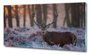 Üvegkép Deer napkelte