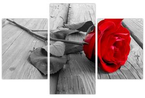 Kép - rózsa, piros virág (90x60cm)