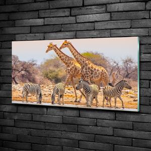 Üvegkép Zsiráfok és zebrák