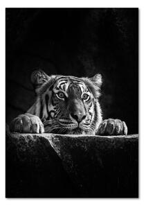 Üvegkép Tigris