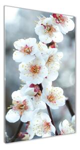 Akrilkép Cseresznye virágok
