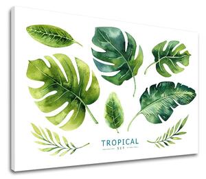 Vászonkép szöveggel Tropical set (modern vászonképek szöveggel)