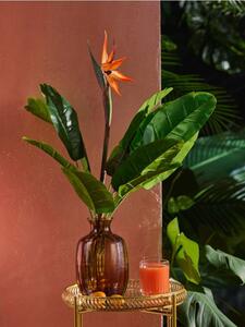 Sinsay - Dísznövény – strelitzia - zöld