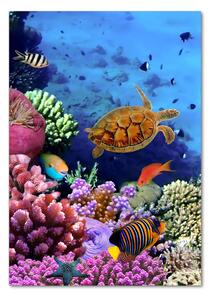 Üvegkép Korallzátony