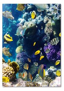Üvegkép Korallzátony