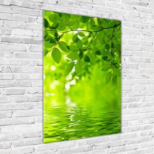 Egyedi üvegkép Zöld levelek
