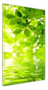 Egyedi üvegkép Zöld levelek