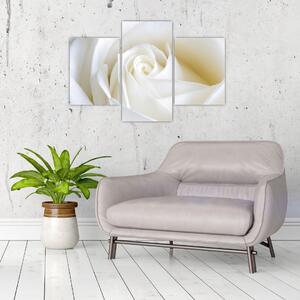 Kép - fehér, rózsák (90x60cm)