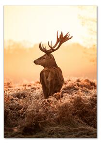Üvegkép Deer napkelte
