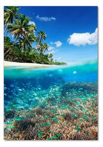 Üvegfotó Korallzátony