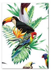Üvegkép Trópusi madarak