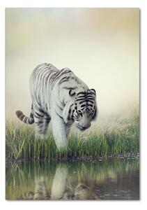 Üvegkép Fehér tigris