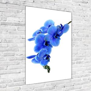 Egyedi üvegkép Kék orchidea