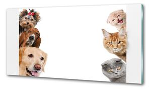 Konyhai fali panel Kutyák és macskák