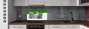 Konyhai fali panel Három macskát egy takaró