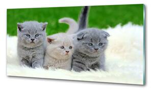 Konyhai fali panel Három macskát egy takaró