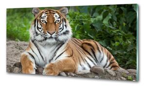 Konyhai fali panel Szibériai tigris