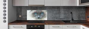 Konyhai fali panel Cat kék szem