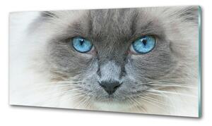 Konyhai fali panel Cat kék szem