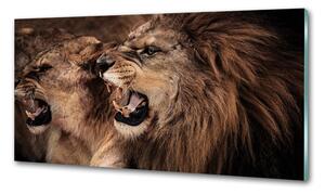 Konyhai fali panel Ordító oroszlánok