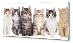Konyhai fali panel Hat macskák