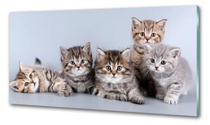 Konyhai fali panel Öt macskák