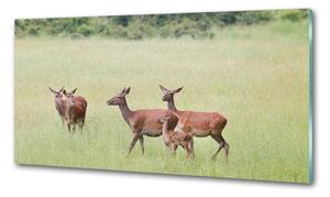 Konyhai fali panel Deer fiatal