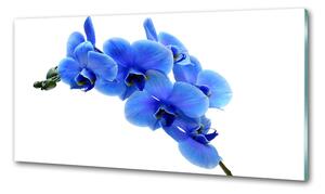Konyhai hátfalpanel Kék orchidea
