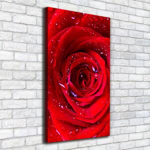 Vászonkép nyomtatás Vörös rózsa