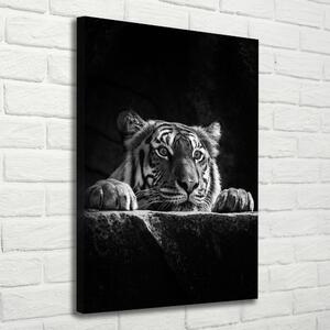 Vászonkép Tigris
