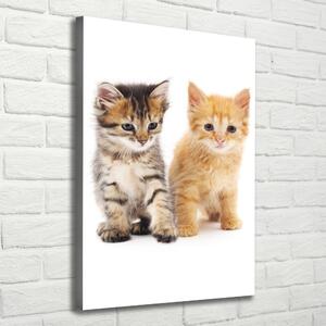 Vászonkép Szürke és vörös macska