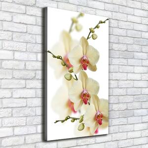 Vászonkép nyomtatás Orchidea