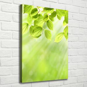Vászon nyomtatás Zöld levelek