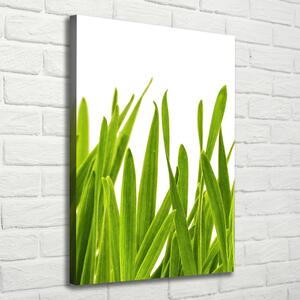Vászonkép nyomtatás Zöld fű
