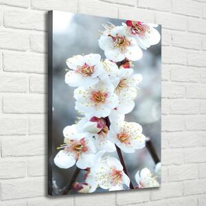 Vászonkép nyomtatás Cseresznye virágok