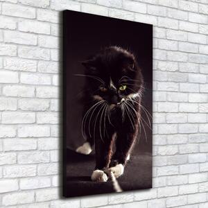 Vászonkép Fekete macska