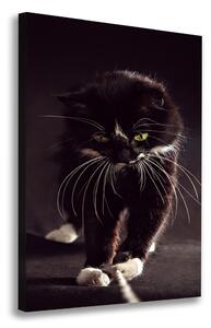 Vászonkép Fekete macska