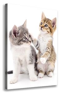 Vászonkép Két kis macska
